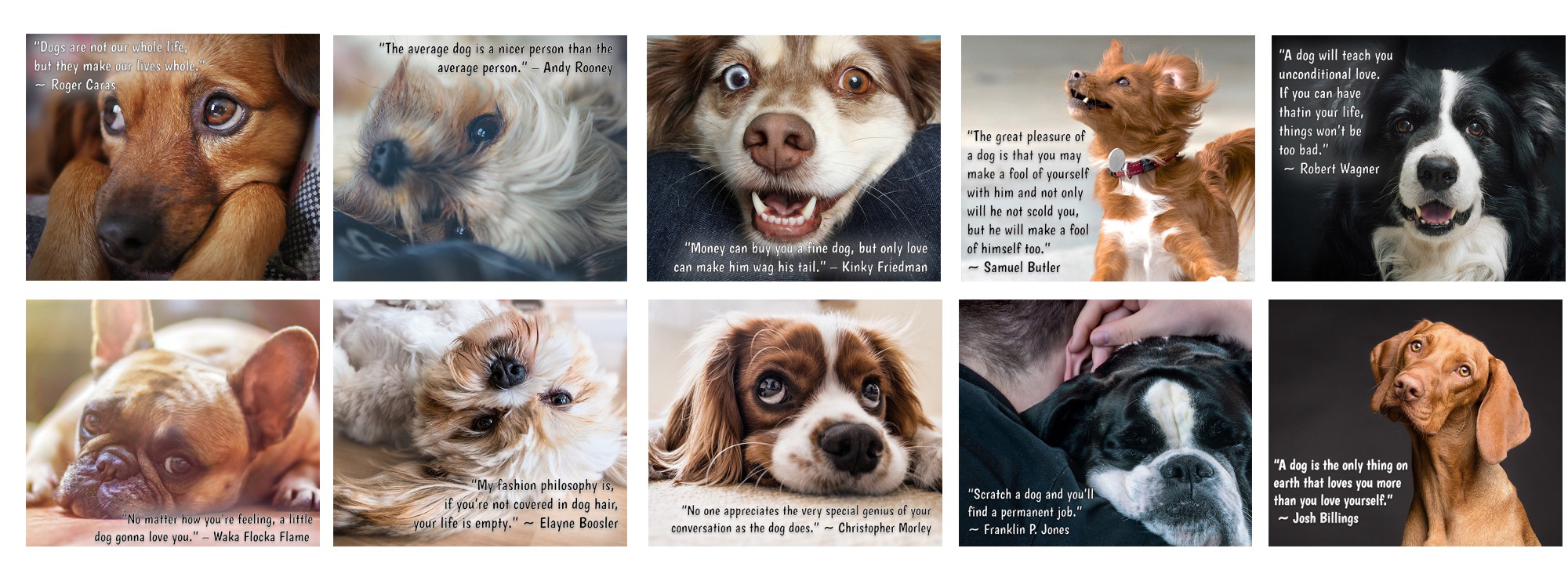 Dog Quotes Graphics for Facebook with Private Label Rights